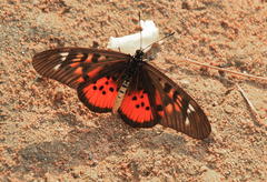 Acraea pharsalus pharsaloides