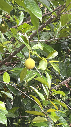 Myristica observed 2026-10-20