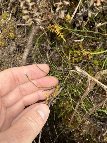 Equisetum bogotense observed 2026-10-13