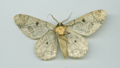 Biston suppressaria