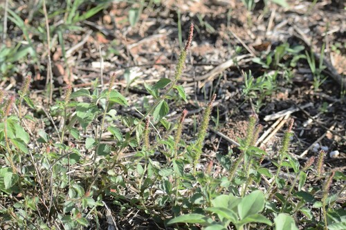 Acalypha phleoides, 2026-10-19