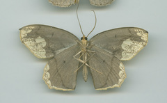 Pareumelea eugeniata