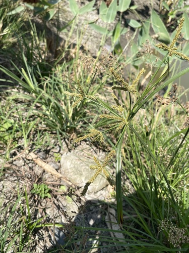 Cyperus imbricatus observed 2026-10-20