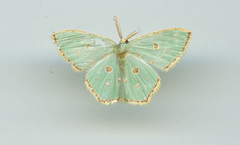 Comostola meritaria