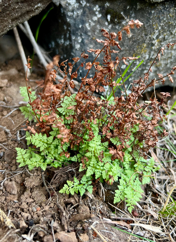 Physematium oreganum observed 2026-10-19