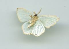Comostola meritaria