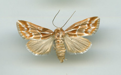Narangodes