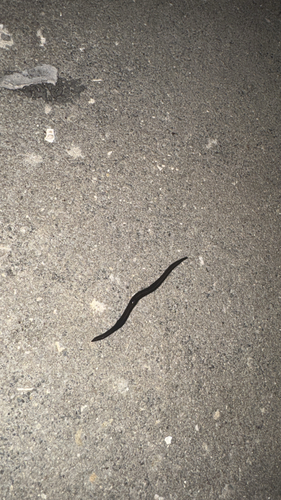 Platydemus observed 2026-10-19