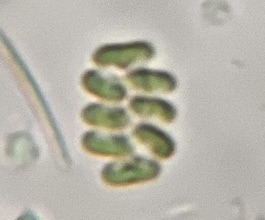 Scenedesmus observed 2026-10-18