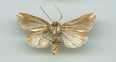 Narangodes