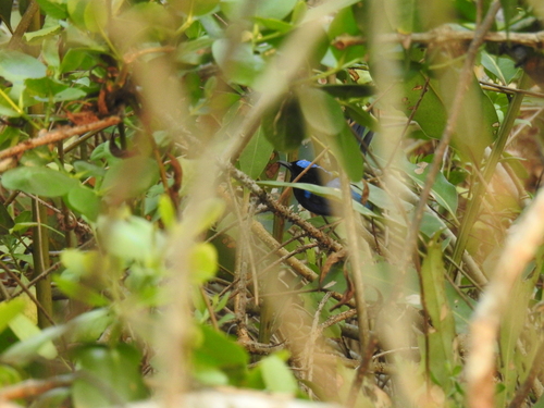 Malurus cyanocephalus observed 2026-10-04