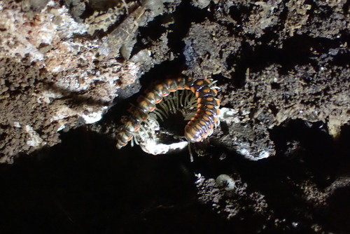 Euryurus evides photo 2