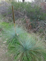 Xanthorrhoea quadrangulata