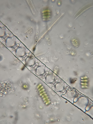 Desmidium baileyi observed 2026-10-18