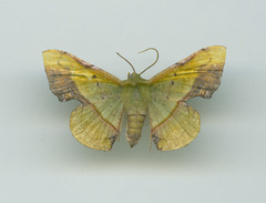 Fascellina plagiata