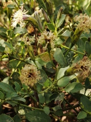 Porophyllum punctatum