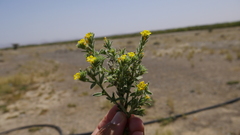 Arnebia hispidissima