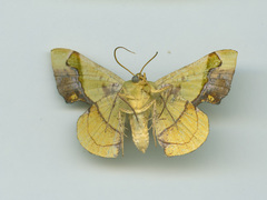 Fascellina plagiata