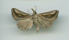 Schistorhynx argentistriga