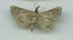 Schistorhynx argentistriga