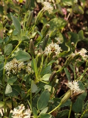 Porophyllum punctatum
