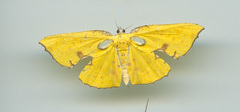 Corymica spatiosa