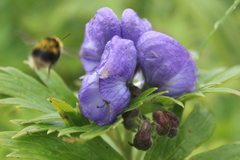 Aconitum maximum