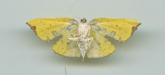 Corymica spatiosa