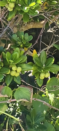 Pittosporum tobira observed 2026-10-20