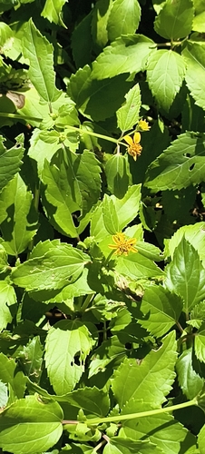 Wollastonia biflora observed 2026-10-20