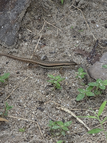 Sphenomorphus maculatus observed 2026-10-13