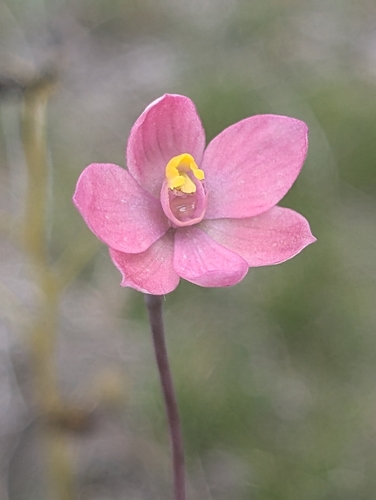 Thelymitra carnea observed 2026-10-19