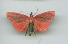 Arctioblepsis rubida
