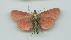 Arctioblepsis rubida
