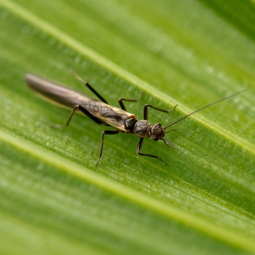Hairy Needlefly