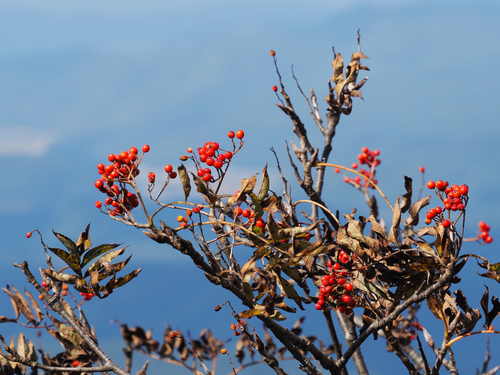 Sorbus japonica observed 2026-10-05