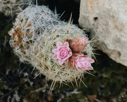 Whitecolumn Foxtail Cactus
