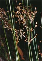 Juncus pauciflorus