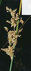 Juncus amabilis