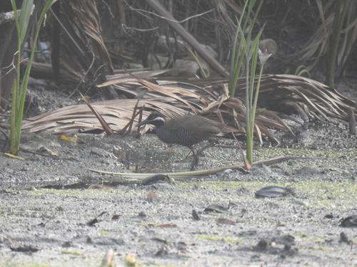 Gallirallus torquatus observed 2026-10-04