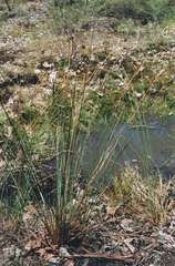 Juncus amabilis