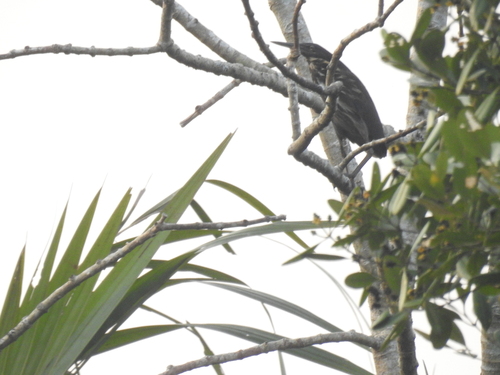 Dupetor flavicollis observed 2026-10-04