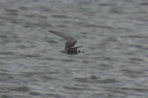 iNaturalist image