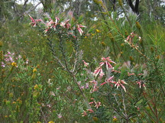 Styphelia triflora