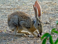 Lepus alleni