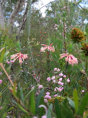 Styphelia triflora