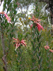 Styphelia triflora