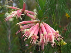 Styphelia triflora