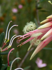 Styphelia triflora