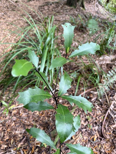 Alseuosmia quercifolia, 2026-10-19